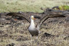 Waved Albatross